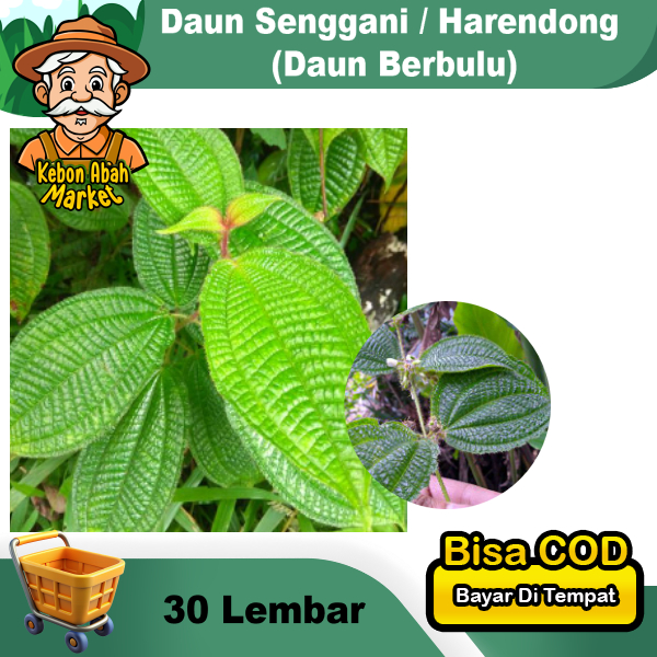 

Daun Senggani Segar Daunnya Berbulu Bulu Senduduk Harendong 30 Lembar Obat Herbal Mudah Kering / Layu