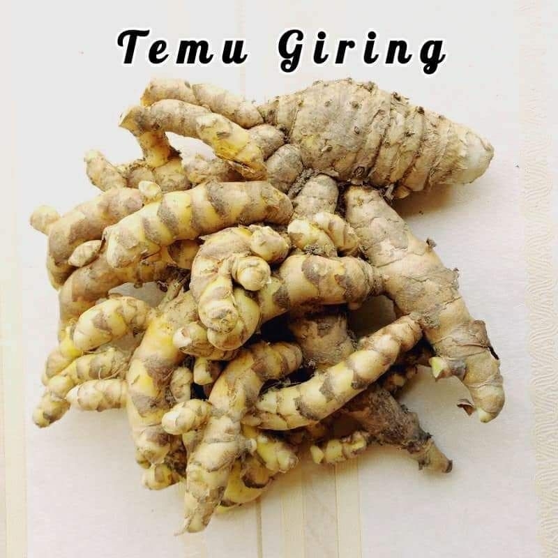 

Temu giring/Koneng gede