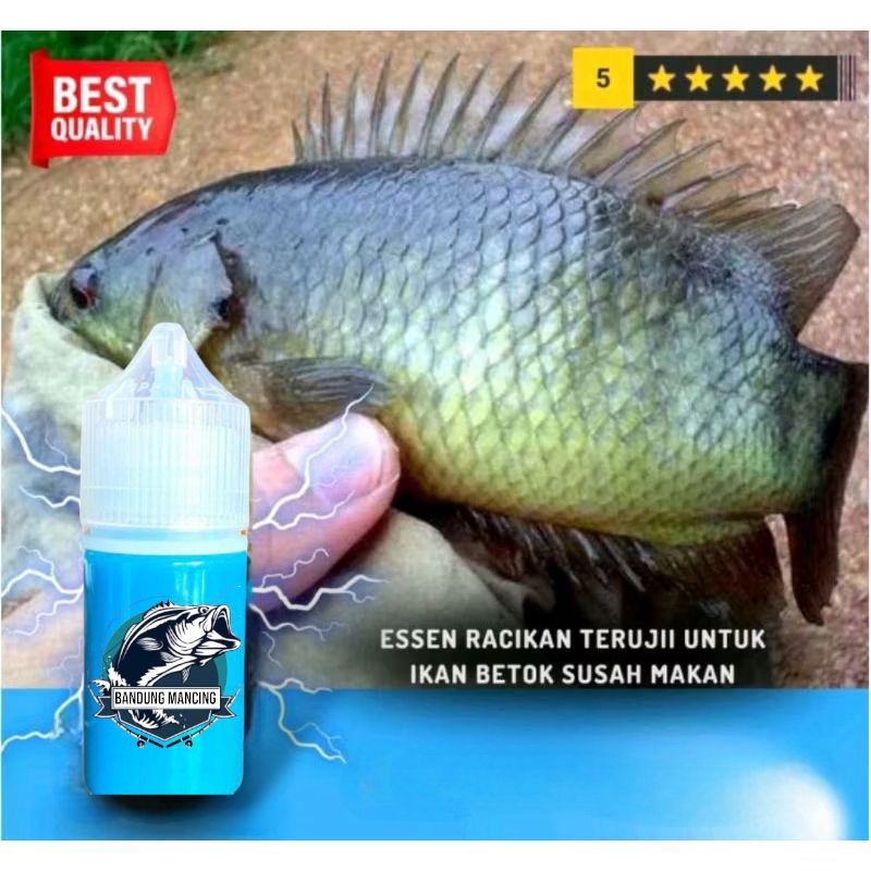 Essen Ikan Betok Paling Ampuh, Umpan Ikan Betok, Mancing Ikan Betok