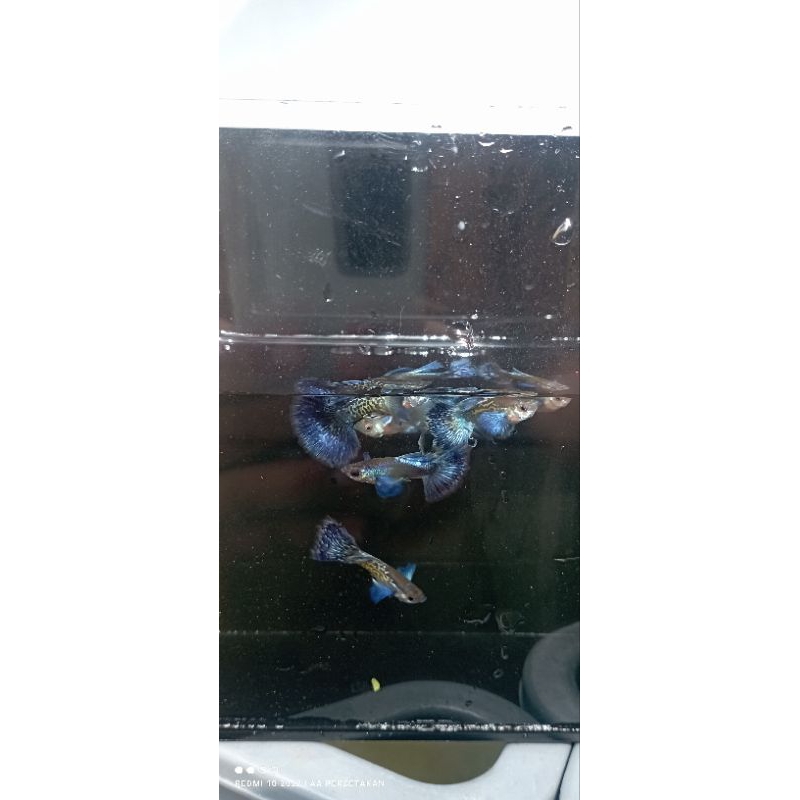 Hiasan Aquarium guppy purple dragon Dumbo ear