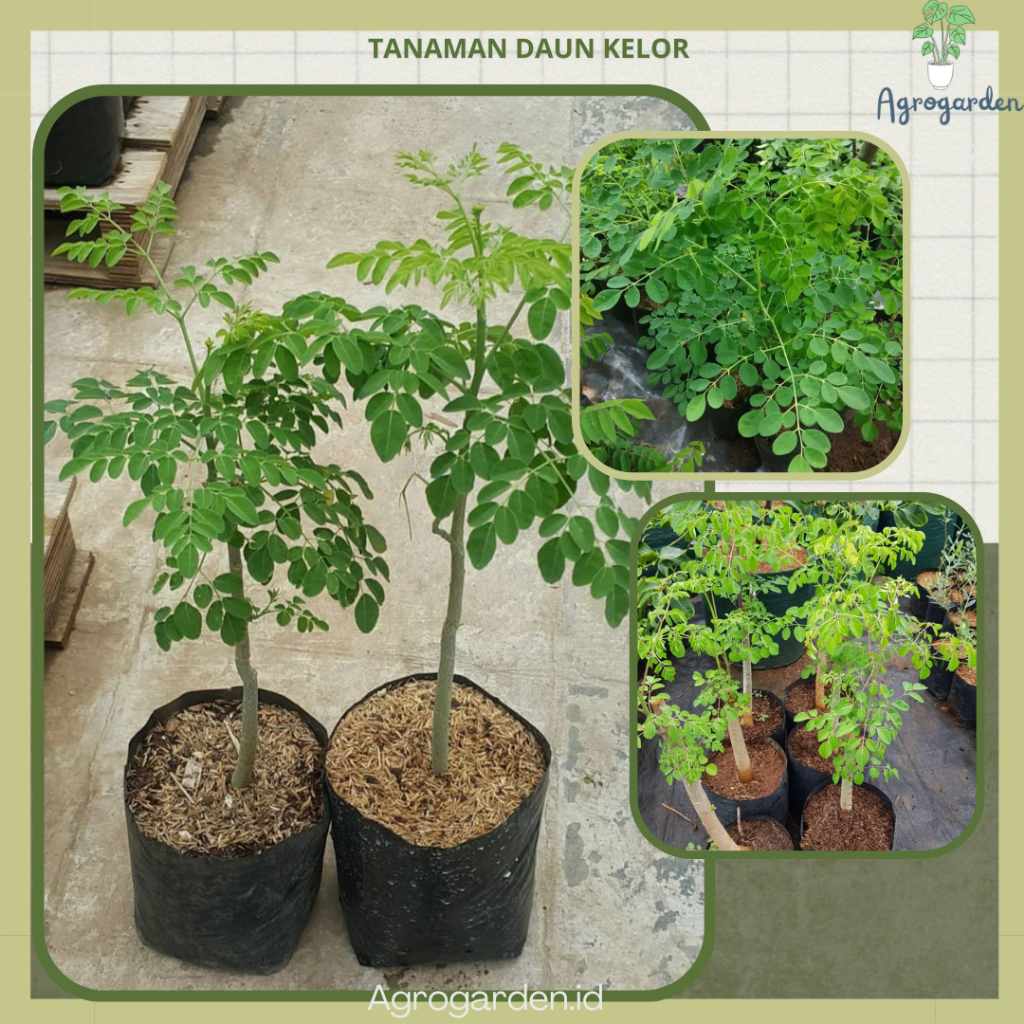 BIBIT TANAMAN DAUN KELOR-bibit daun kelor - tanaman kelor tanaman herbal kelor tanaman penangkal-Tan