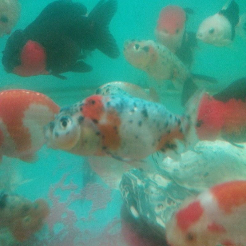 souvenir koki mata balon