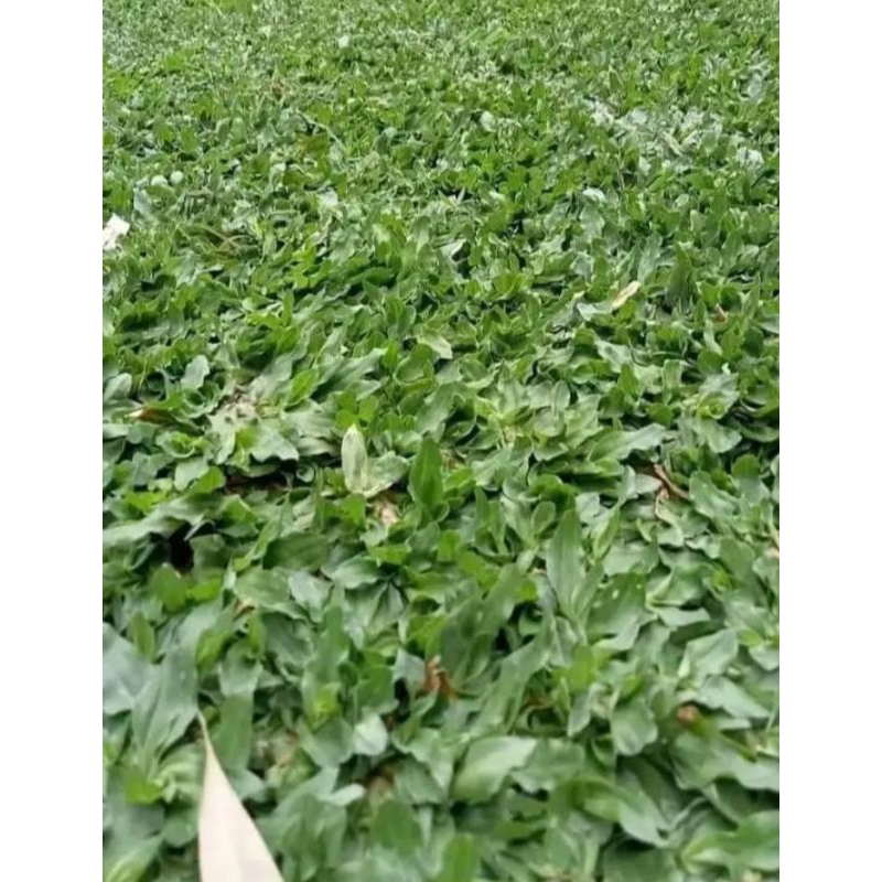 RUMPUT GAJAH MINI 1 METER/RUMPUT GAJAH MINI