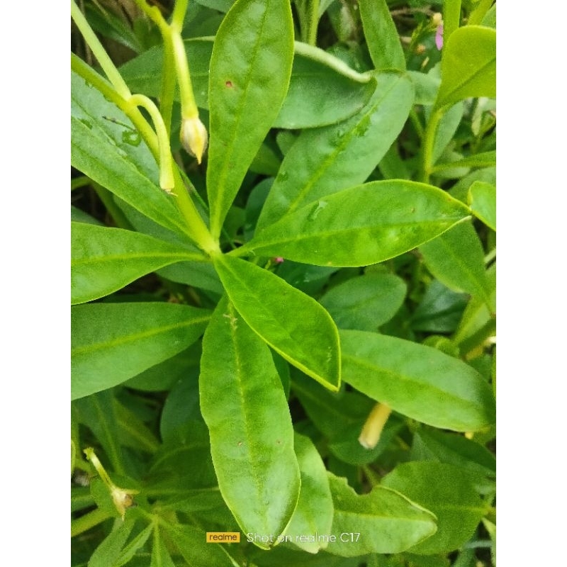 

daun ginseng Jawa segar untuk herbal alami