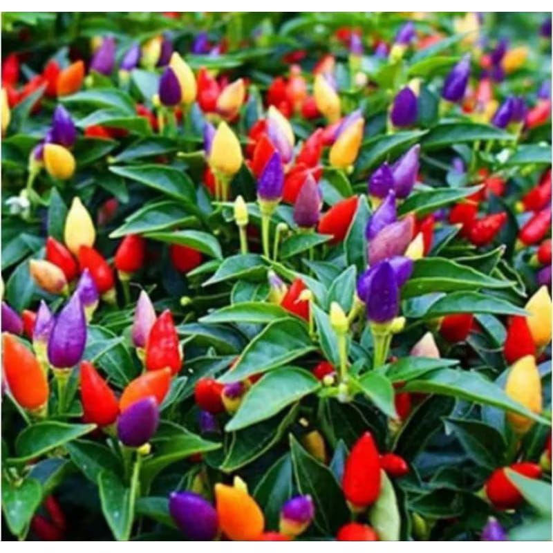 

cabai pelangi 5 biji