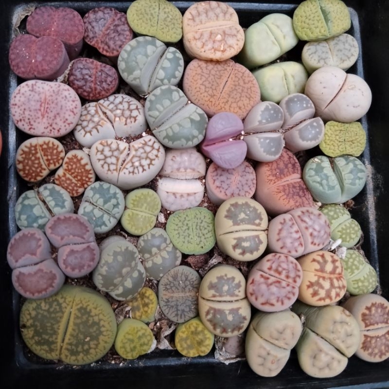 Lithops murah