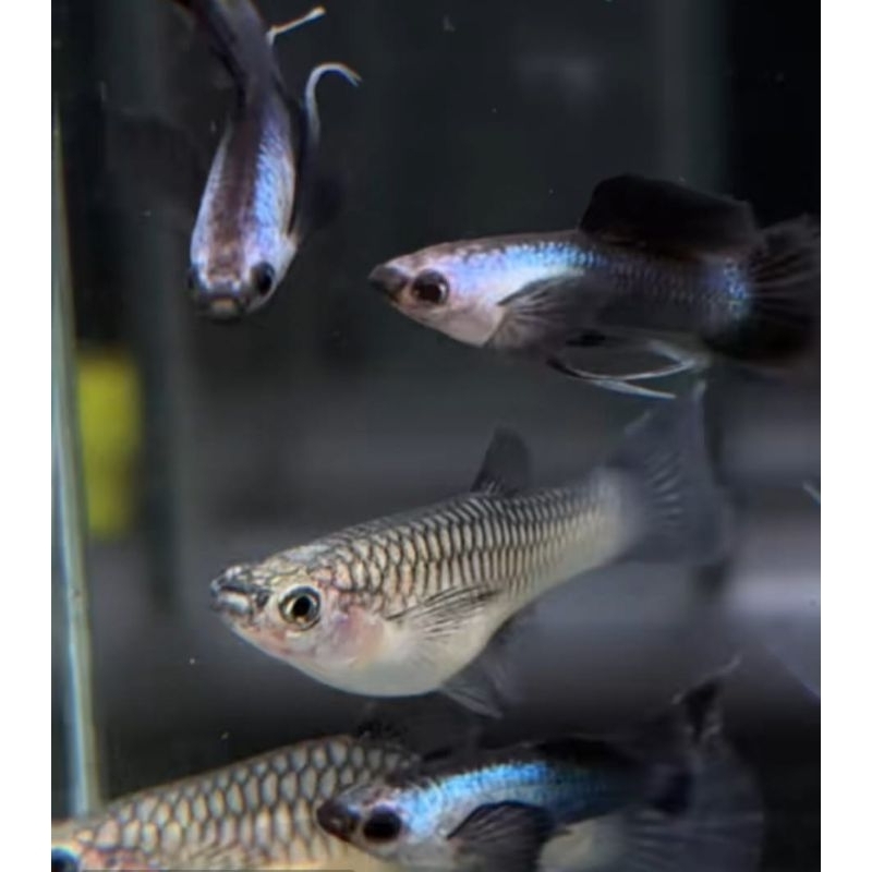HIASAN AQUARIUM SEPASANG VVIP GUPPY MINI PANDA