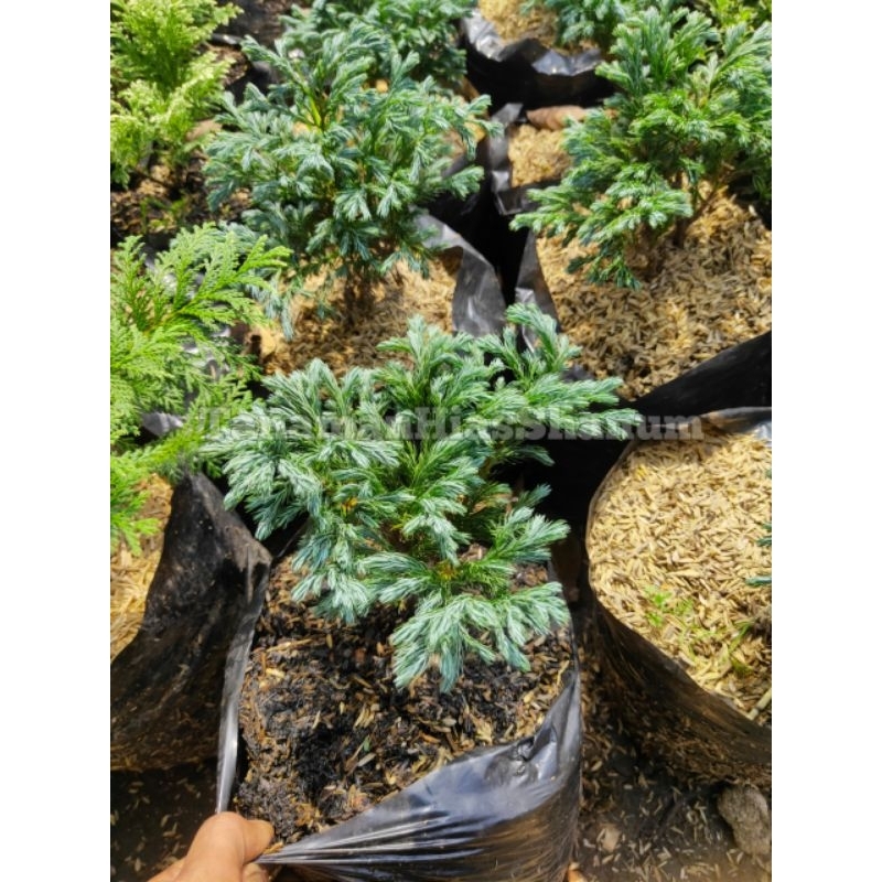 Promo COD bibit bonsai Cemara salju - Cemara salju - pohon Cemara - bibit cemara - Cemara perak - ba