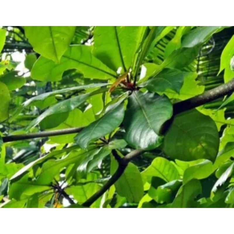 

DAUN KETAPANG DAUN HERBAL UNTUK BERBAGAI PENYAKIT SATU PAKET ISI 35 SAMPAI 40