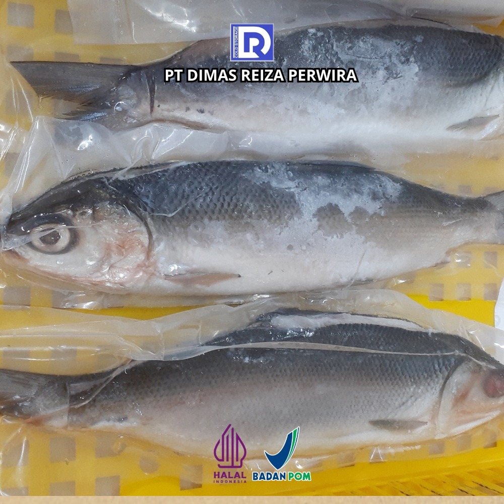 

Ikan Bandeng Tanpa Duri | Batari | Bandeng Cabut Duri | @1 kg Frozen