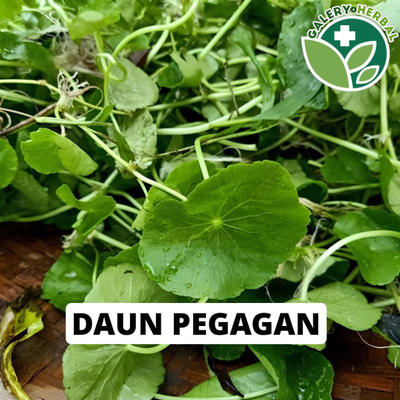 

Daun Pegagan Muda Segar 200gr Daun Antanan Daun Tapak Kuda Fresh