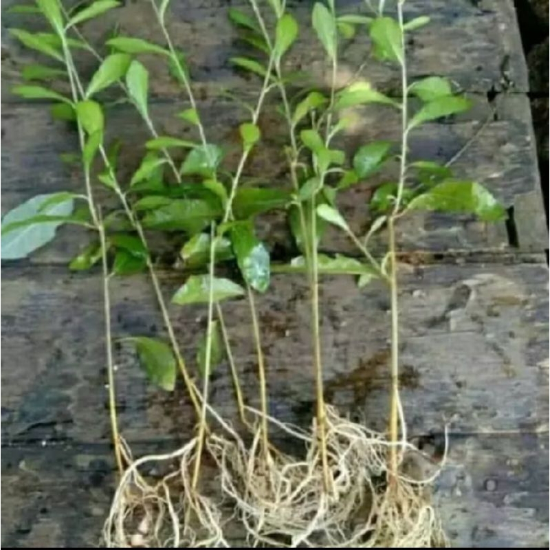 TERMURAH TANAMAN RAMBAT LEE KWAN YEW / BIBIT TANAMAN RAMBAT LEE KWAN YEW