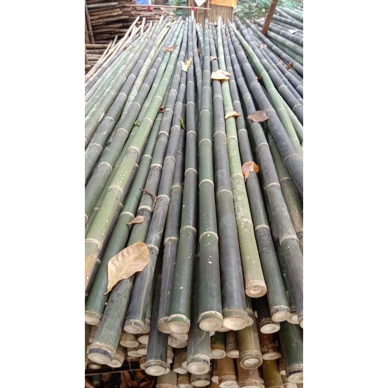 Bambu steger uk. 9/10 panjang 6 meter