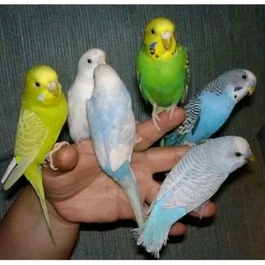 BURUNG PARKIT WARNA SEPASANG