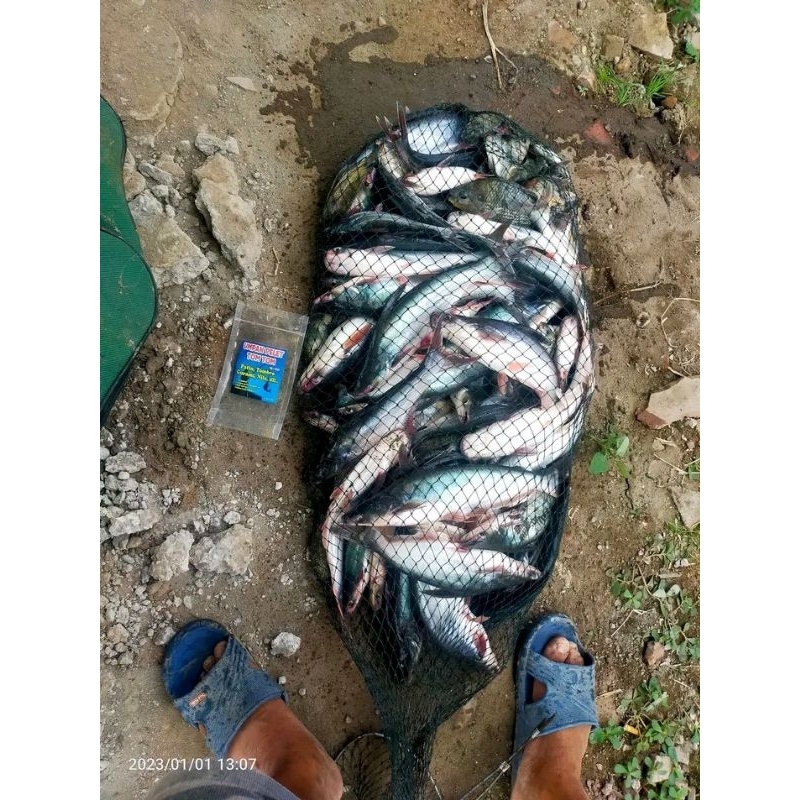 umpan pelet Tom Tom ikan patin kolam harian