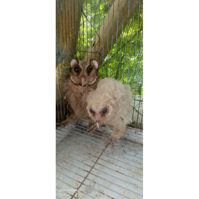 oriental bay owl ( obay )