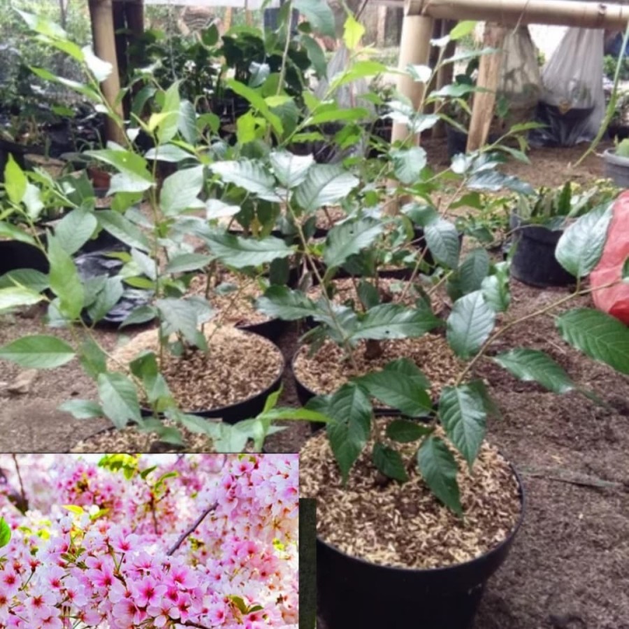 bibit sakura prunus japaneses bunga pink /jenis cherry blossom