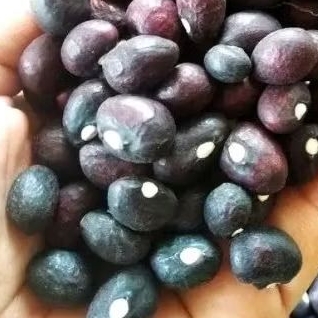 

25 butir benih kacang bogor banten