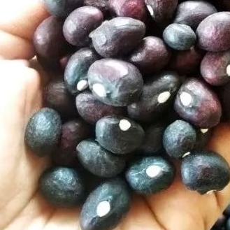 

50 Butir Bibit Kacang Banten | Bibit Kacang Bogor