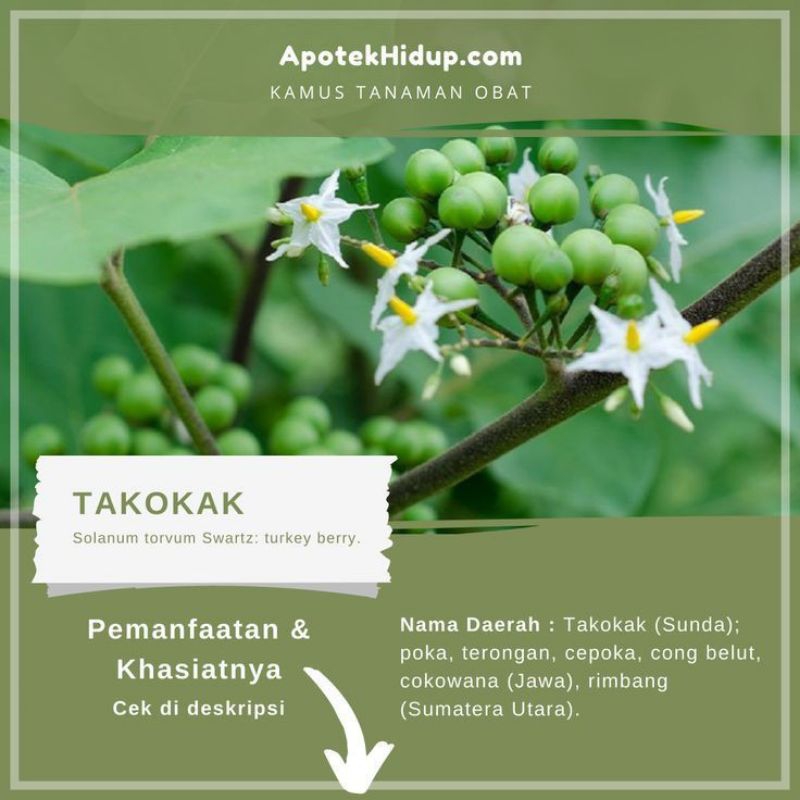 

BUAH TEKOKAK SUPER SEGAR 250grm