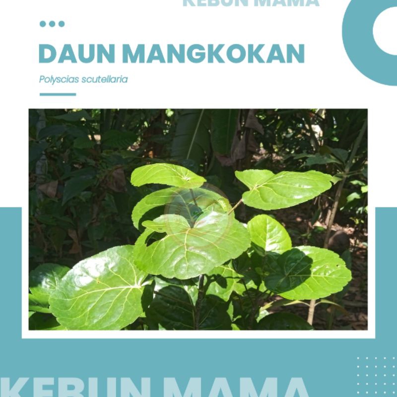 

DAUN | MANGKOK | MANGKOKAN | SEGAR | POLYSCIAS SCUTELLARIA | 10 LEMBAR