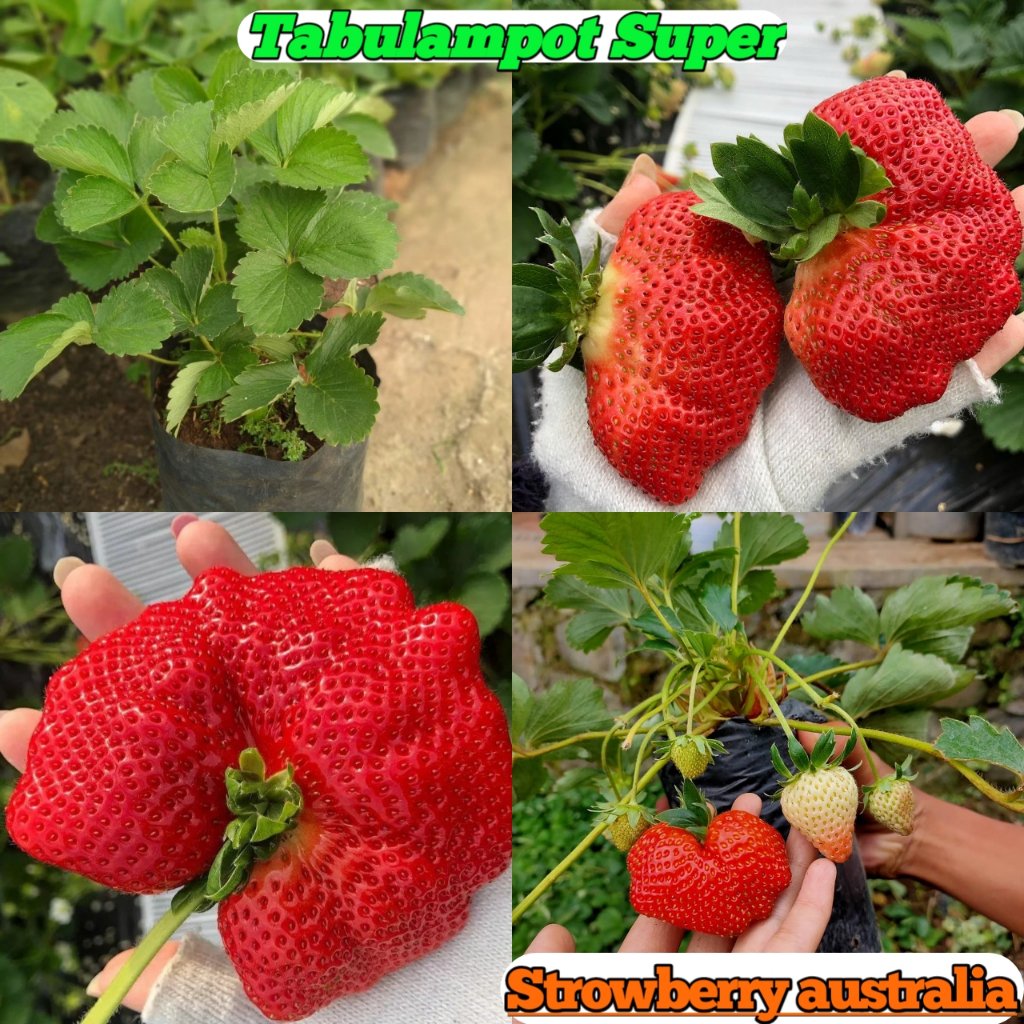 Bibit strawberry australia asli jumbo kondisi siap berbuah dipot Tanaman strawberry super Tabulampot