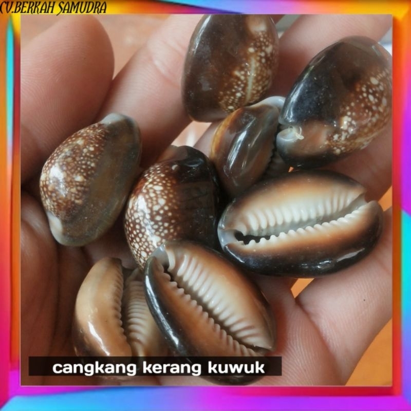 BIJI KUWUK DAKON/KERANG KUWUK /KUWUK BEKEL/ PER 1 KG