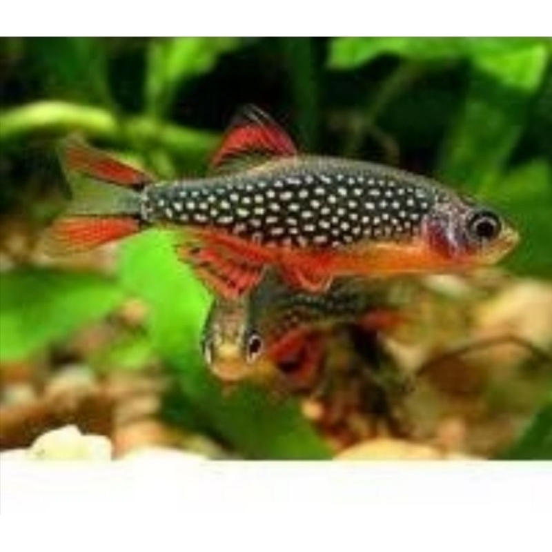 rasbora gaalxy