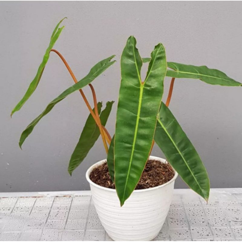 Philodendron Kabel Busi Ori (garansi 100%)