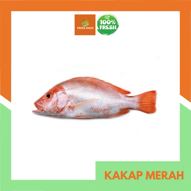 

Kakap Merah Segar per Kg | Fresh Jogja