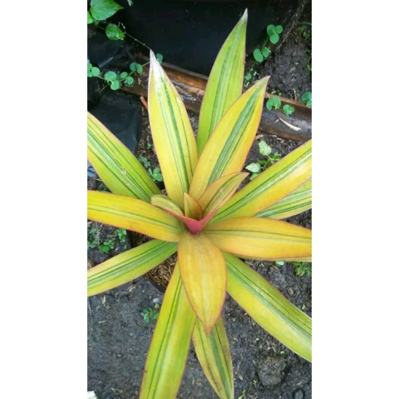 Tanaman hias adam hawa silver yelow adam hawa kuning