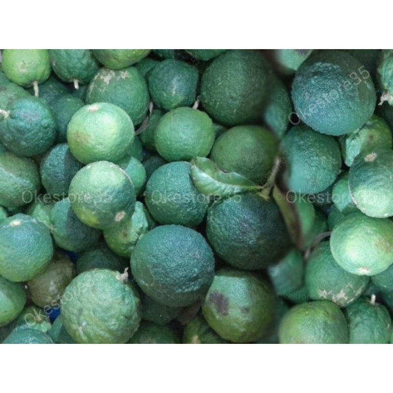 

5 buah jeruk malam || Rimo obat || Jeruk obat