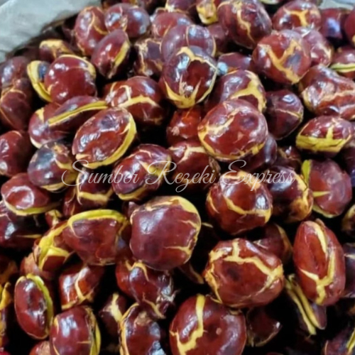 

JENGKOL SUPER TUA PULEN FRESH FULL SORTIR 1KG