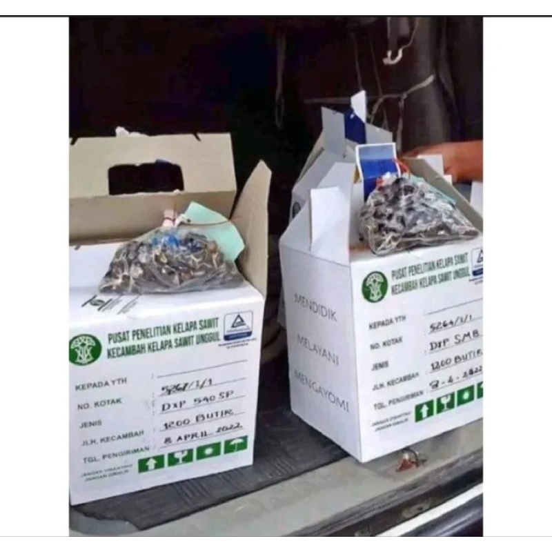 Harga 8000/butir Benih Bibit Kecambah Sawit PPKS DXP 239 ORIGINAL MEDAN