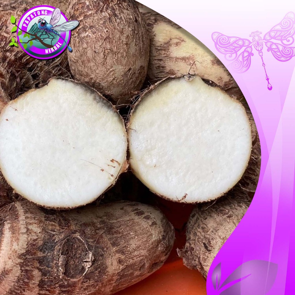 

UMBI TALAS PULEN FRESH 5 + 1 KG - PAPATONG HERBAL