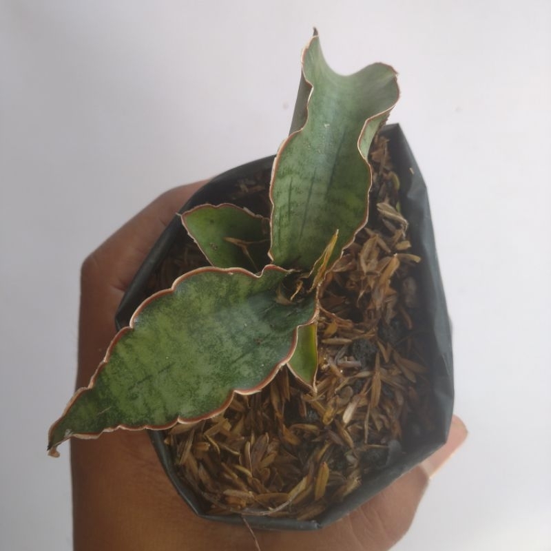 sansevieria dragon jade (small)