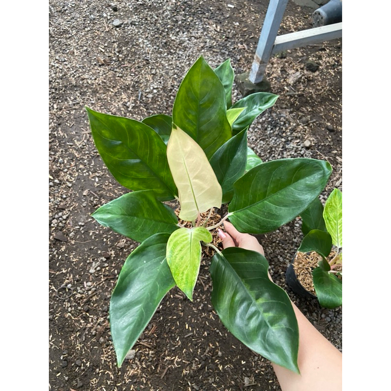 Aglaonema Kochin Sunrise