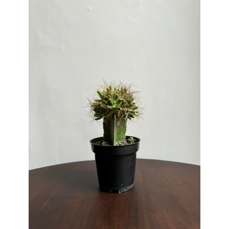 Tanaman Kaktus Golden Barrel (Sukulen, Mini Kaktus)