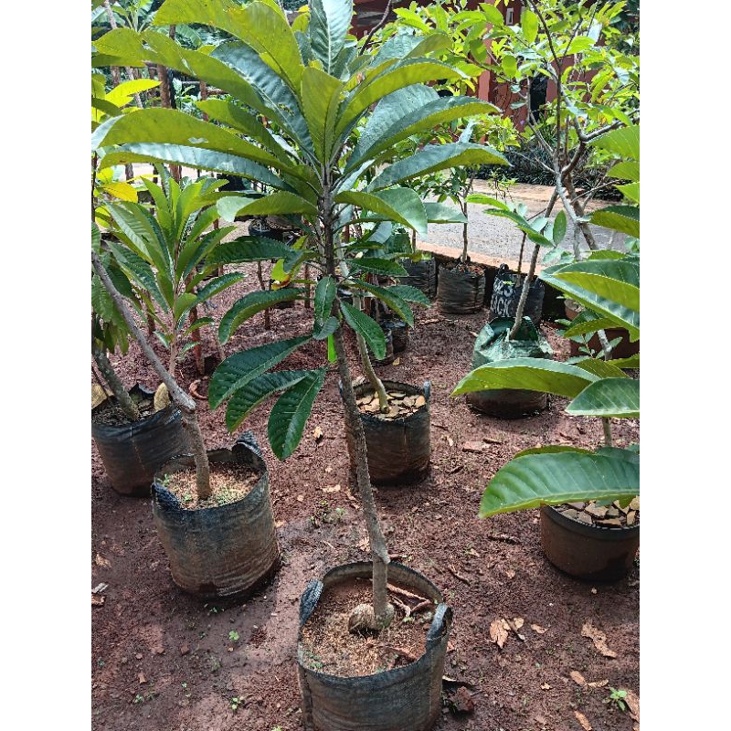 Mamey Sapote Espeda sambung susu