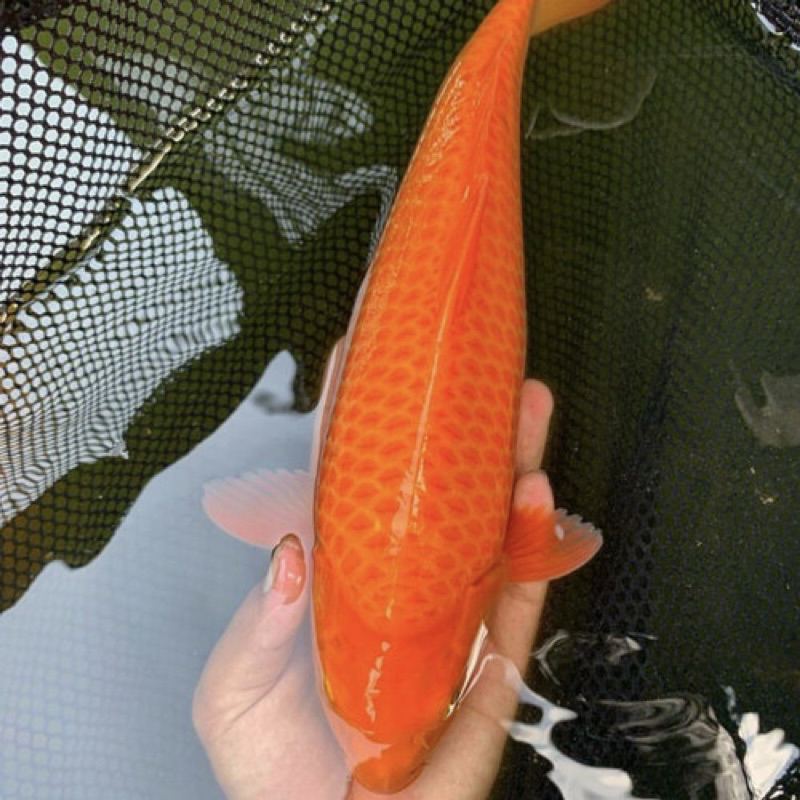 KOI BENIGOI SIZE 30-35CM BLITAR GRADE A