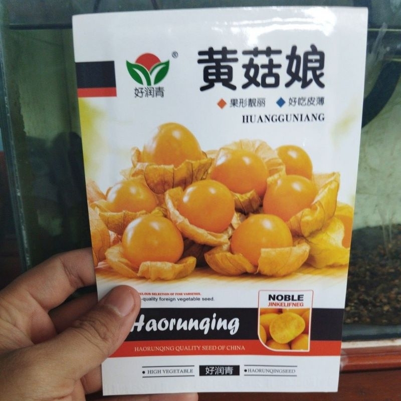 BENIH CIPLUKAN KUNING JUMBO KEMASAN PREMIUM