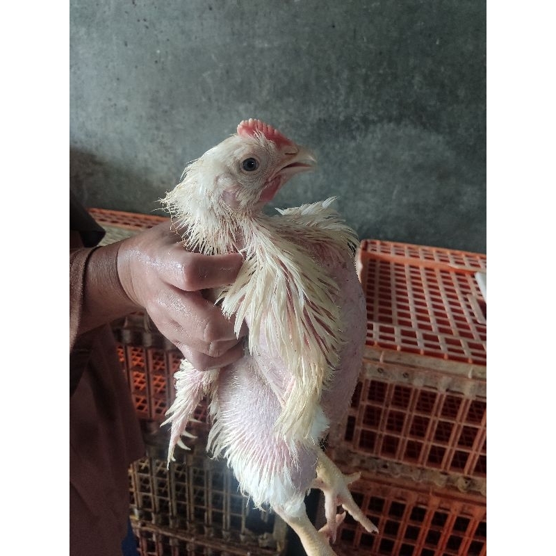 

Ayam Potong Negri/Broiler