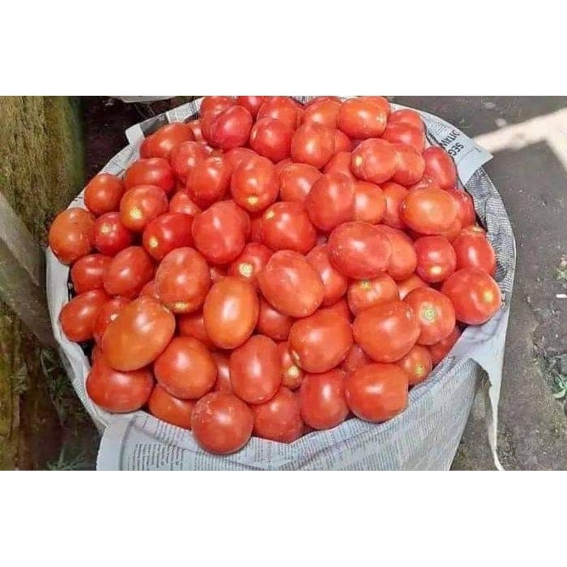 

Tomat Merah Fresh