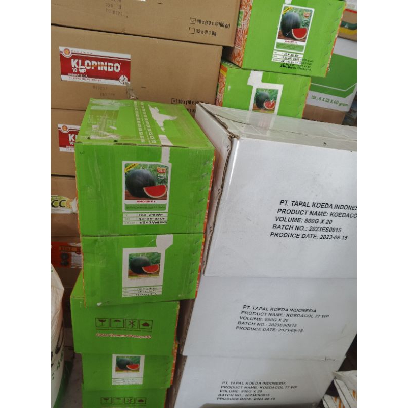 bibit semangka madrid bintang asia