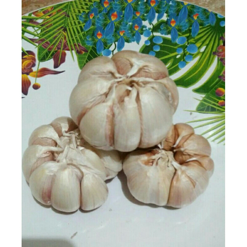 

bawang putih