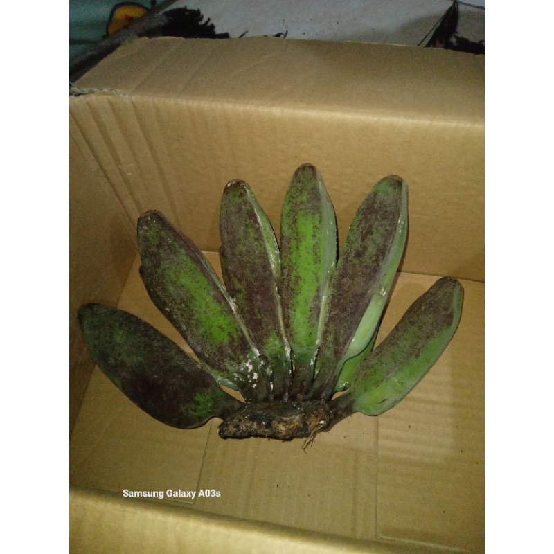 

pisang kepok kuning 1kg