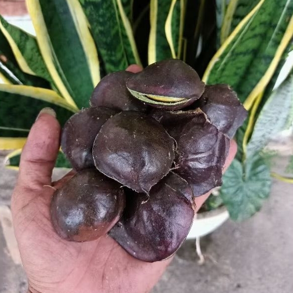 

fress jengkol/jring/jengki full tua 1kg