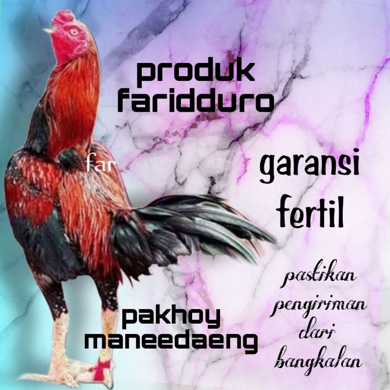 Telur fertil ayam pakhoy trah maneedaeng GARANSI FERTIL