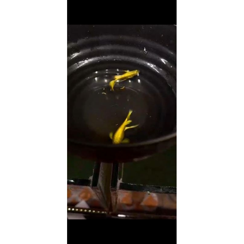 Stiker Guppy Full Gold Vietnam Ribon grade A