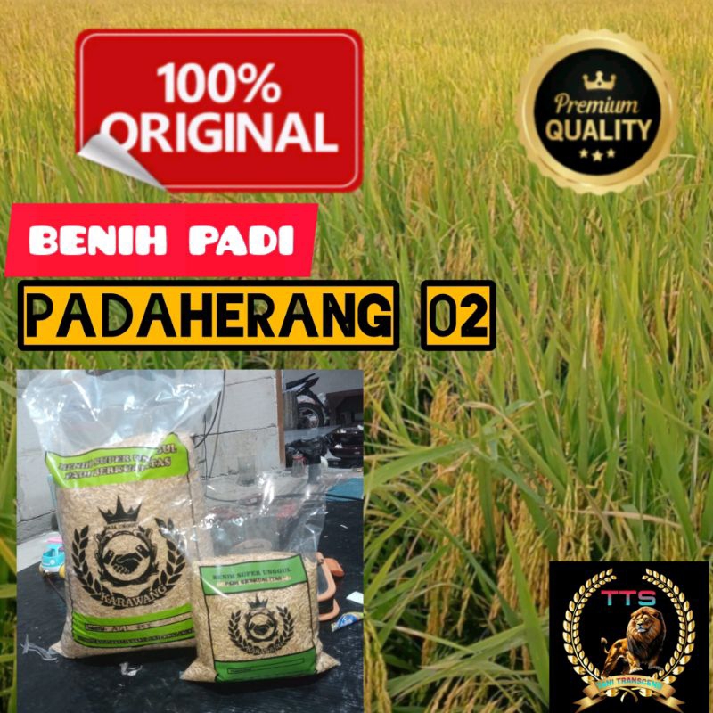 BENIH PADI PADAHERANG 02 KEMASAN 1 KG KUALITAS UNGGUL